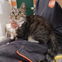 ananas, chatte à adopter