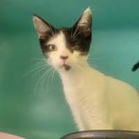BELLADONE, chatte à adopter