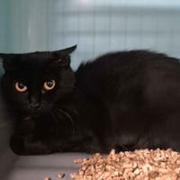 Ichiga, chatte à adopter