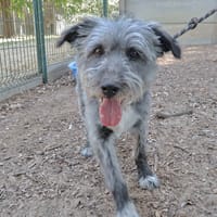Boby, chien à adopter
