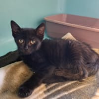 CALYPSO, chatte à adopter