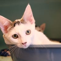 LIONETTE, chatte à adopter