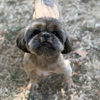 Samantha CAA15784, chienne à adopter