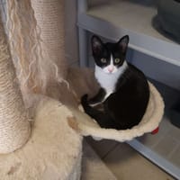 pomme, chatte à adopter