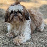 Ulia CAA15784, chienne à adopter