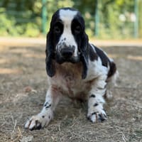 Siriane CAA15769, chienne à adopter