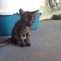 GALOPIN, chat à adopter