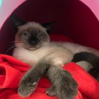 BABOUCHE, chat à adopter