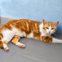 Kaila, chatte à adopter