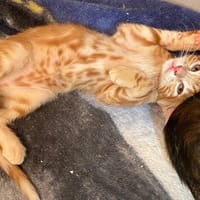 CAMRY (réservé), chat à adopter