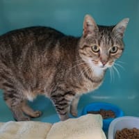 POUPETTE, chatte à adopter