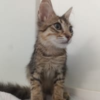 MALEX, chat à adopter