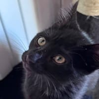 DALI, chat à adopter