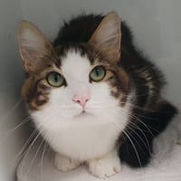 PLUMEAU CHA, chat à adopter