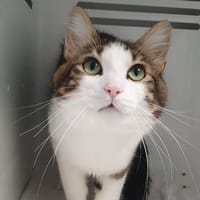 PLUMEAU CHA, chat à adopter