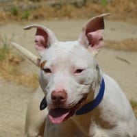 MIRAGE CHAO, chienne à adopter