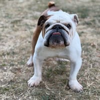 Raymond, chien à adopter