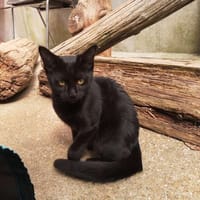 Réservée poire, chatte à adopter