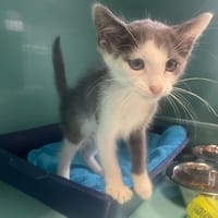 MOUSTIQUE, chat à adopter