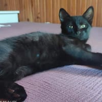ONYX, chat à adopter