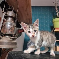 AMARION, chat à adopter