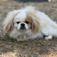 Abbie CAA15781, chienne à adopter