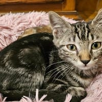 SOLARA (réservée), chatte à adopter