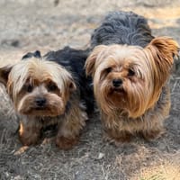 Jackpot CAA15788, chien à adopter
