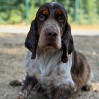 Shoco CAA15770, chien à adopter