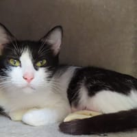 SALSA PAB29065, chatte à adopter