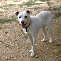ANORA, chienne à adopter