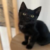CARBONE, chatte à adopter