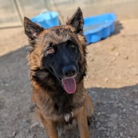 Lyon, chien à adopter