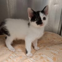 NOE, chatte à adopter