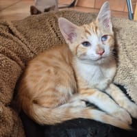 ENOSH, chat à adopter