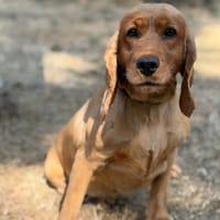 Sissi CAA15772, chienne à adopter