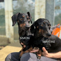 MARTINE OAA20006 (réservée), chienne à adopter