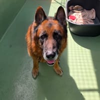 Souk, chien à adopter