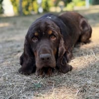 U'Many CAA15768, chien à adopter