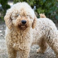 Elvis CAA15764, chien à adopter