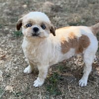 Tana CAA15782, chienne à adopter