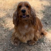 S'minimoys CAA15767, chienne à adopter