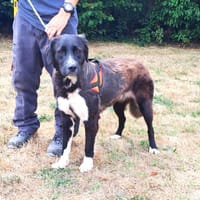OKA (réservée), chienne à adopter