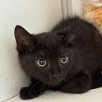 Béta, chatte à adopter