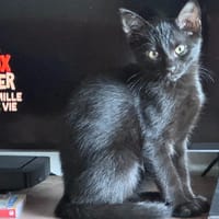 PATOU, chat à adopter