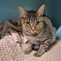 Lady, chatte à adopter