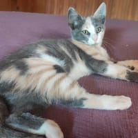 FANTASIA, chatte à adopter