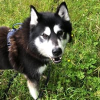 ILKY, chien à adopter