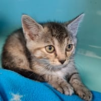 IRIS, chatte à adopter
