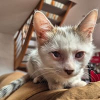 UZETTE, chatte à adopter